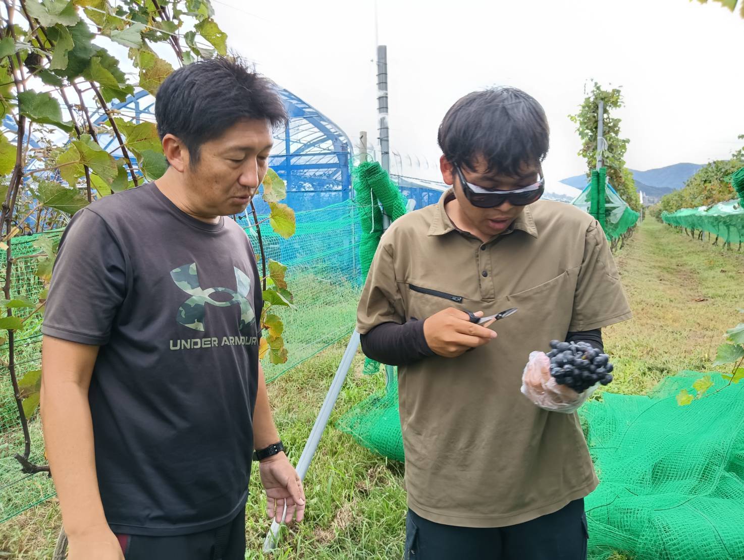 房の状態を確かめながら収穫