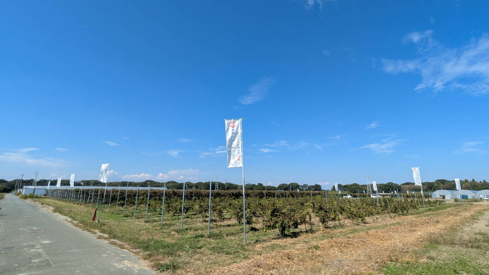 青空の下、ぶどう畑に立つのぼり